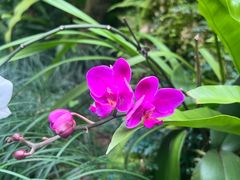 -深圳仙湖植物园