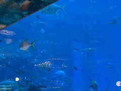 -亚特兰蒂斯•OSSIANO奥西亚诺海底餐厅