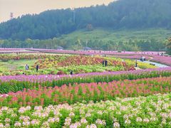 -径山花海