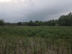 -白鹭湾湿地公园