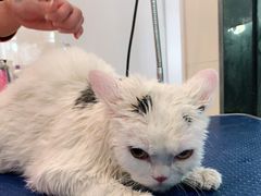 -牧马人宠物医院