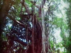 -西双版纳基诺山寨