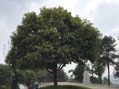 -铁山坪森林公园