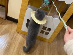 -滚猫咖啡·猫咖·猫友好撸猫(未来城店)