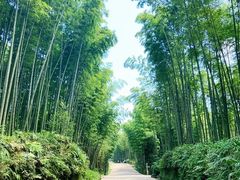 -蜀南竹海景区