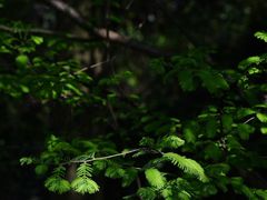 -铁山坪森林公园