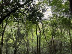 -上海佘山国家森林公园天马山园