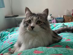 -联萌宠物医院(猫病专科)