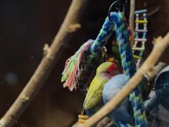 -吾叁·吉趣鸟咖(万科店)