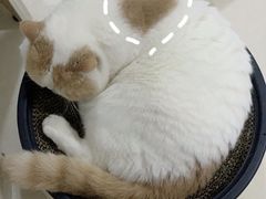 -瑞派康怡24h宠物医院·犬猫医疗中心·微创绝育(瑞景分院)