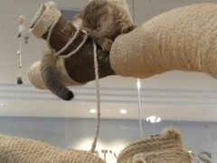 -袖虎·猫馆(体育西路店)