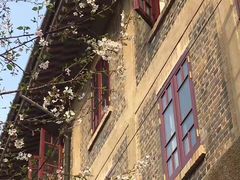 -武汉大学-樱园