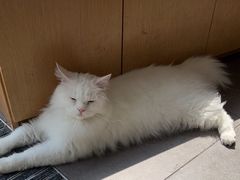 -飞行喵MR PILOT|猫舍·猫咖(静安大融城店)
