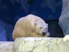 -芜湖新华联大白鲸海洋公园