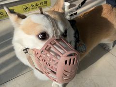 -美联众合动物医院·24h转诊中心