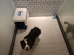 -趣玩宠物乐园寄养训犬训狗游泳池