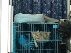 -胡椒猪肚汤(康王店)