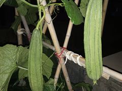 -东莞植物园