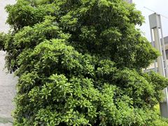 -松鹤楼(狮山永利广场店)