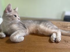 -纳吉亚猫专科动物医院·北北分院