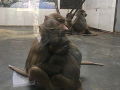 -西安秦岭野生动物园