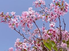 -天适樱花悠乐园