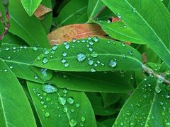 -上海滨江森林公园