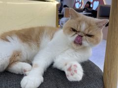 -喵园·猫主题咖啡厅·撸猫·猫咖(国贸店)