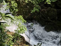 -天目山大树王景区
