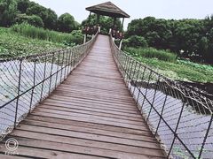 -荷塘月色湿地公园·向阳花洲