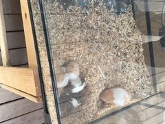 -万源龙顺度假庄园生态观光园