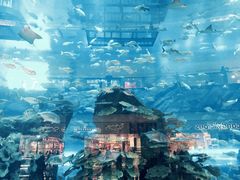 -迪拜水族馆及水下动物园