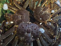 -蟹之国·精品蟹料理(极地店)