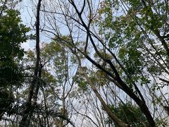 -广东茂名森林公园