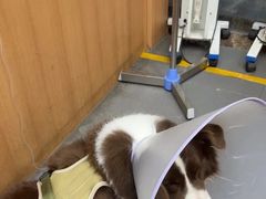 -联合动物医院(光谷诊疗中心)