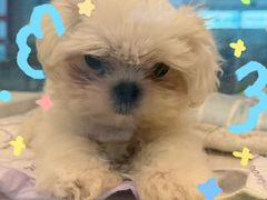 -翊宠yipet猫狗购宠庄园犬舍•猫舍