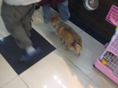 -逗柴咖啡屋·狗咖猫咖宠物桌游