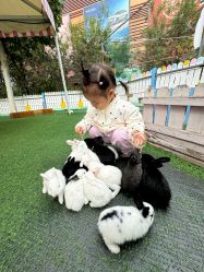 -萌宠亲子动物乐园(槐房万达店)