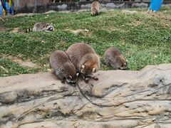 -东莞香市动物园