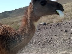 -新疆天山野生动物园