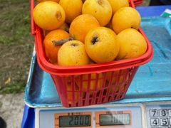 -前小桔亲子创意农场·草莓采摘·露营烧烤