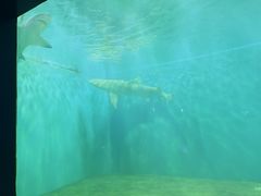 -北戴河圣蓝海洋公园