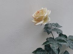 -奈诺甜品·生日蛋糕·下午茶(古城店)