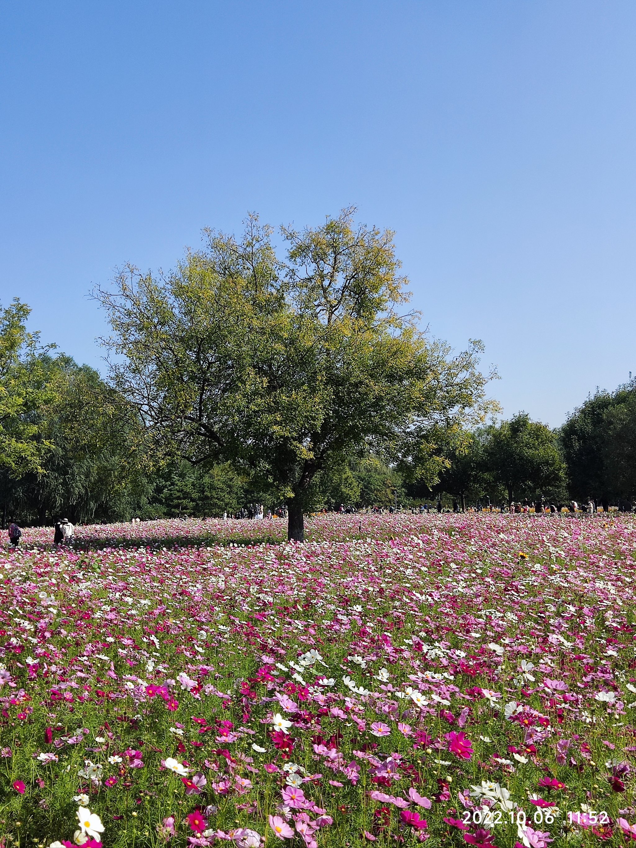 北京看花的公园图片