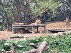 -广州长隆野生动物世界