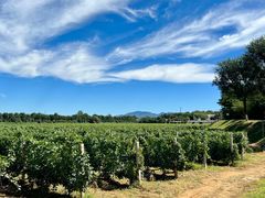 -北京张裕爱斐堡酒庄