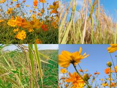 -光明小镇欢乐田园