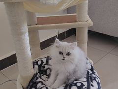 -东方名猫馆·英短金渐层布偶猫舍(环线广场1号楼店)