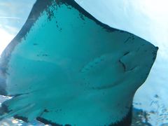 -瑞普利水族馆