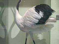 -盐城丹顶鹤湿地生态旅游区